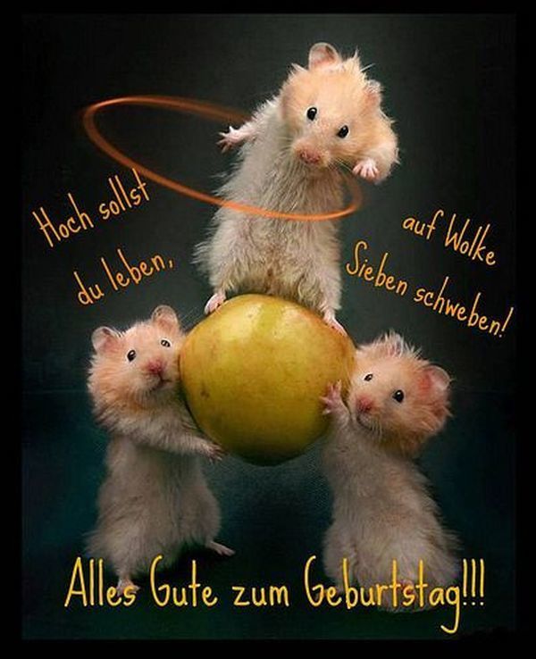 Bilder Geburtstag Lustig 41