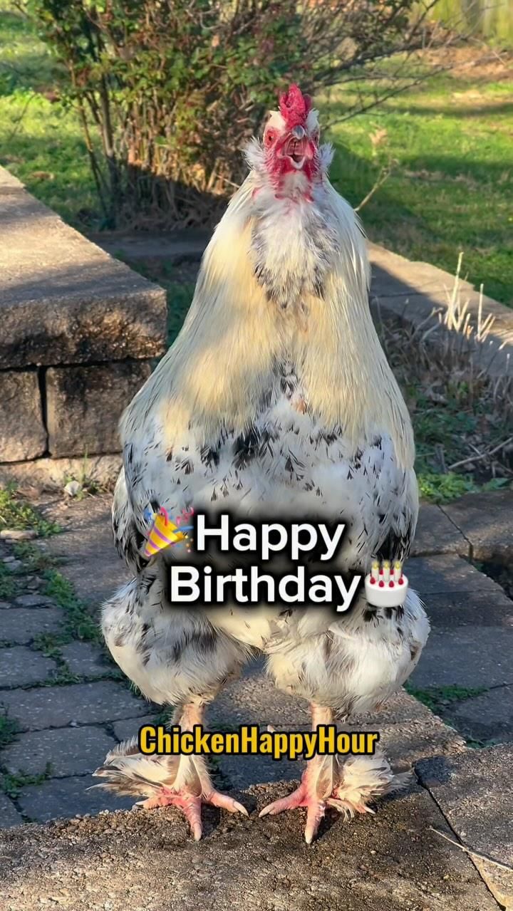 Bilder Geburtstag Lustig 8