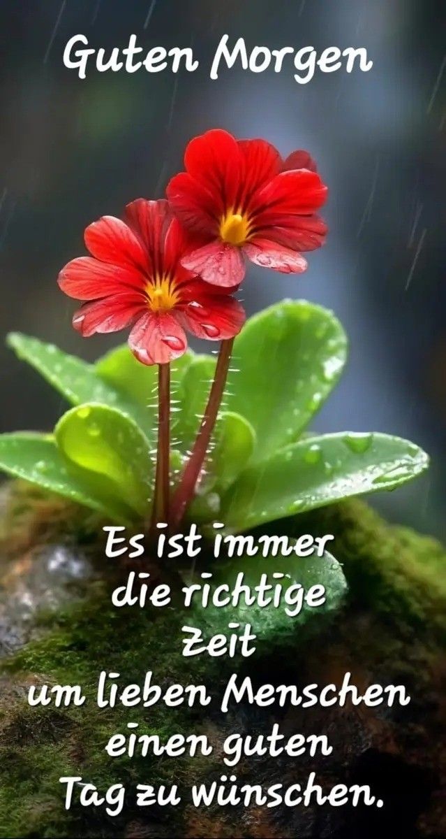 Bilder Guten Morgen Lustig 41