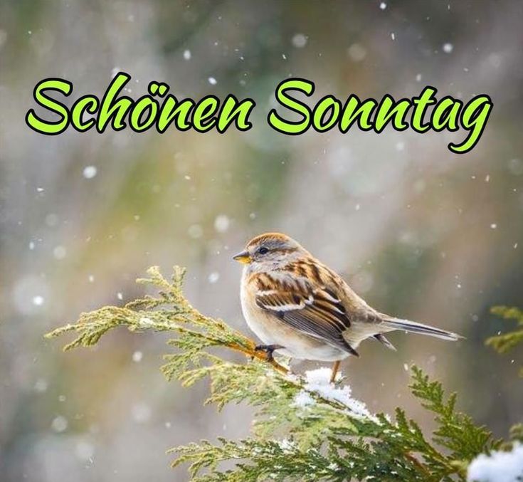 Bilder Schönen Sonntag 89