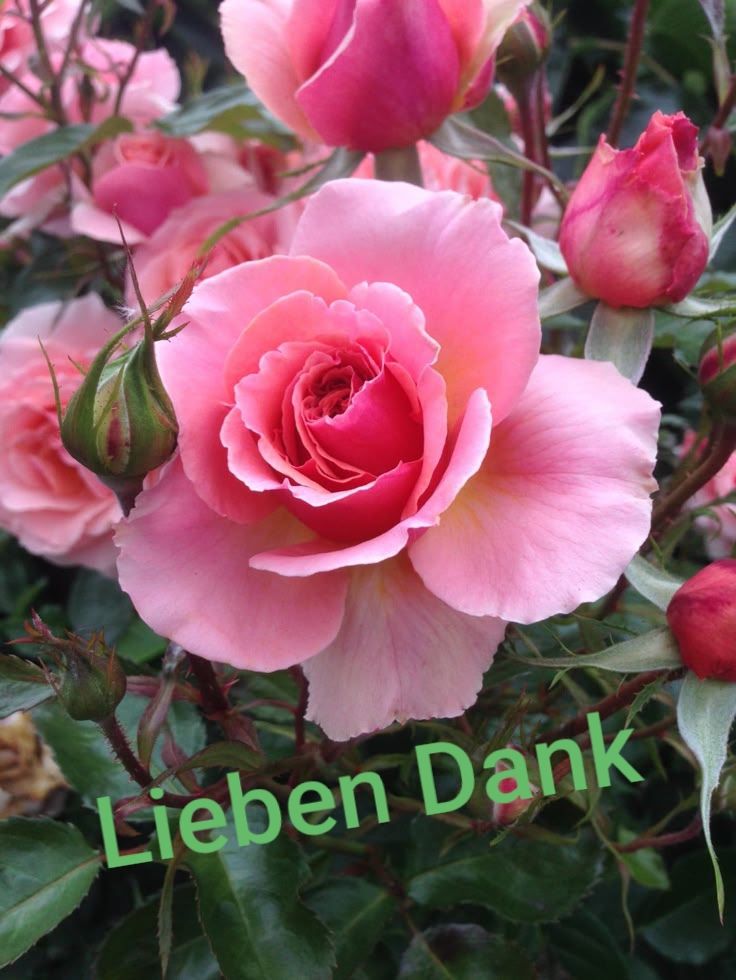 Danke Bild​Er 70