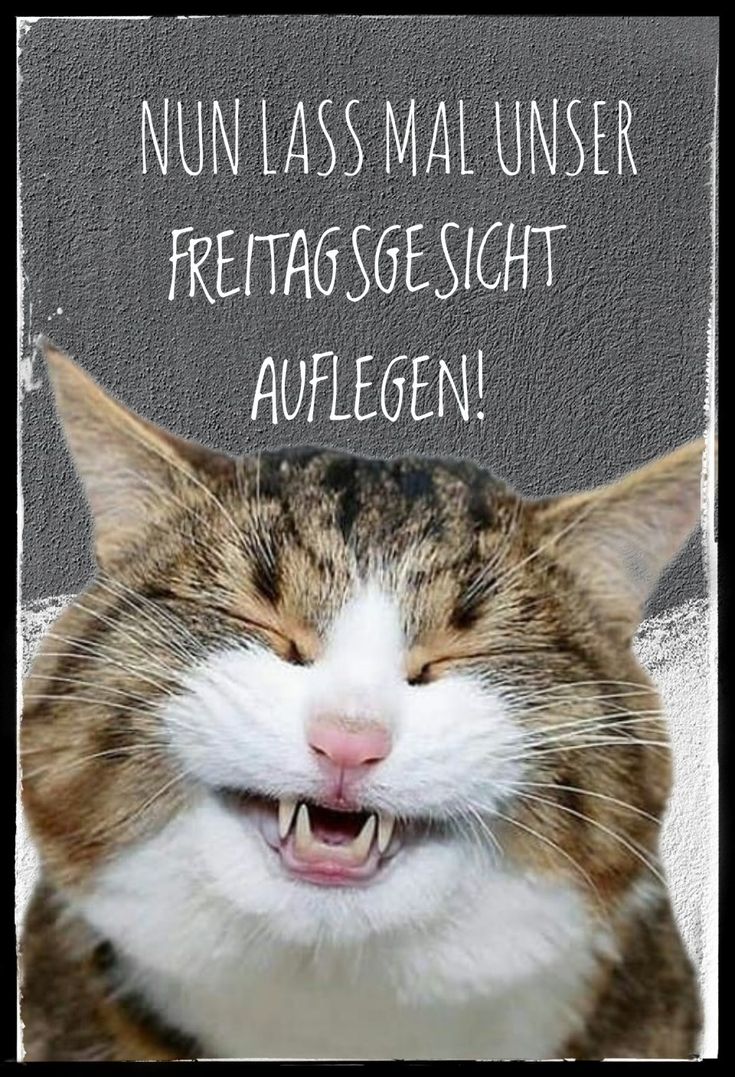 Freitag Bilder Lustig 119