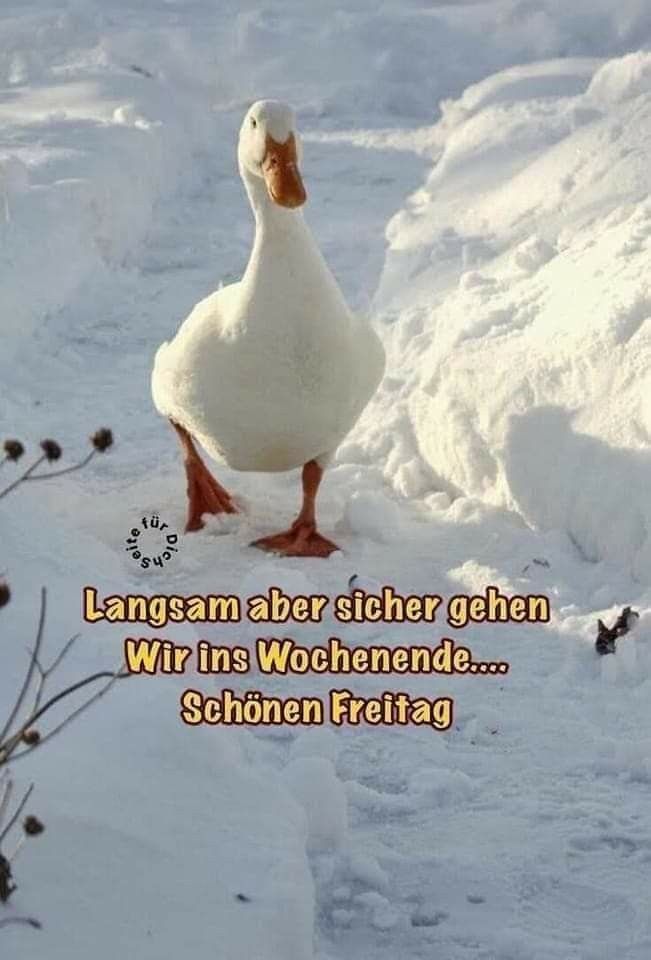Freitag Bilder Lustig 21
