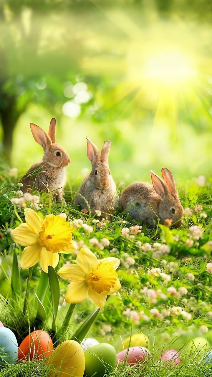 Frohe Ostern Bilder 9
