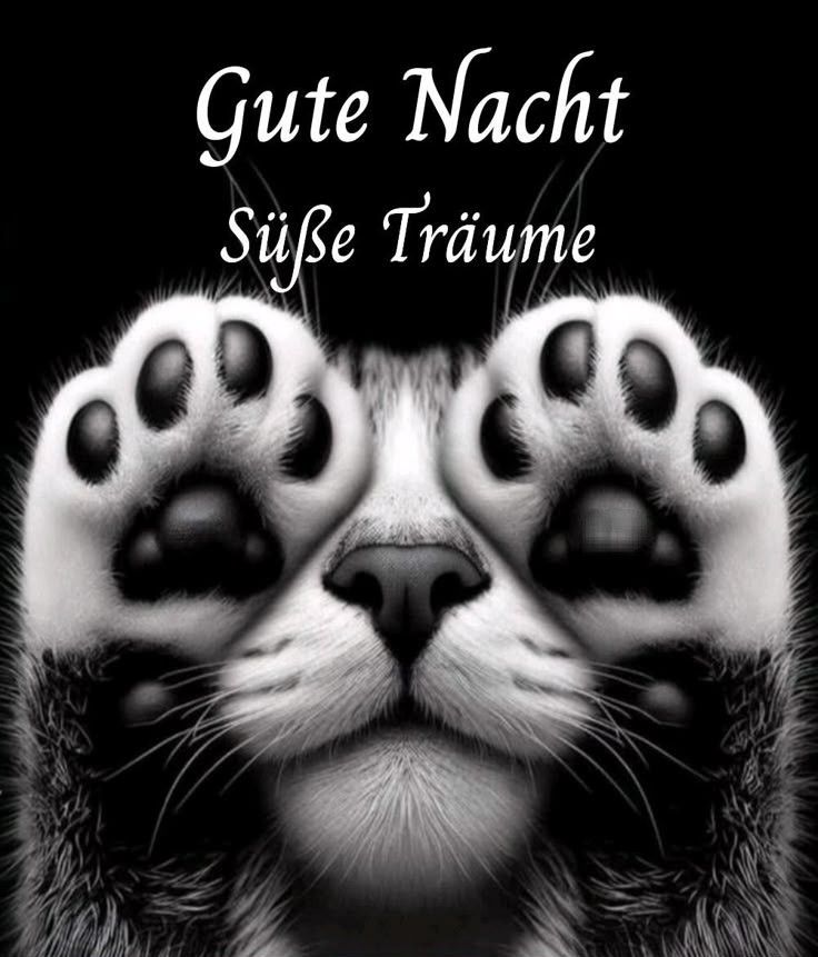Gute Nacht Bild Lustig 59