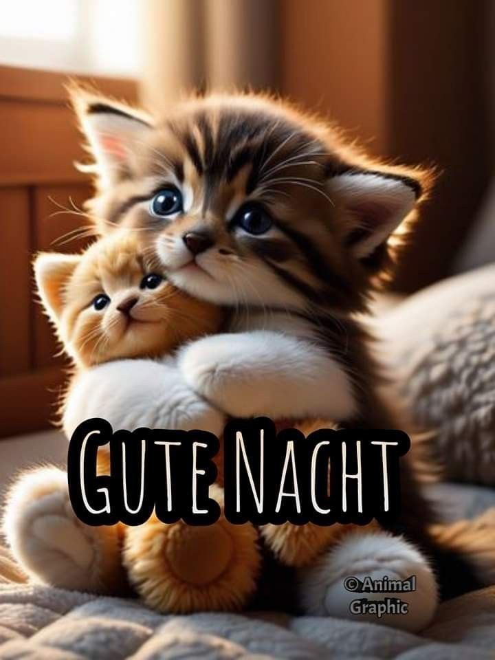 Guten Abend Gute Nacht Bilder 140