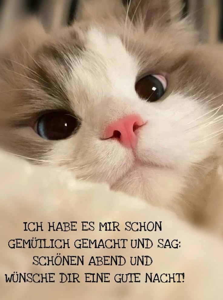 Guten Abend Gute Nacht Bilder 85