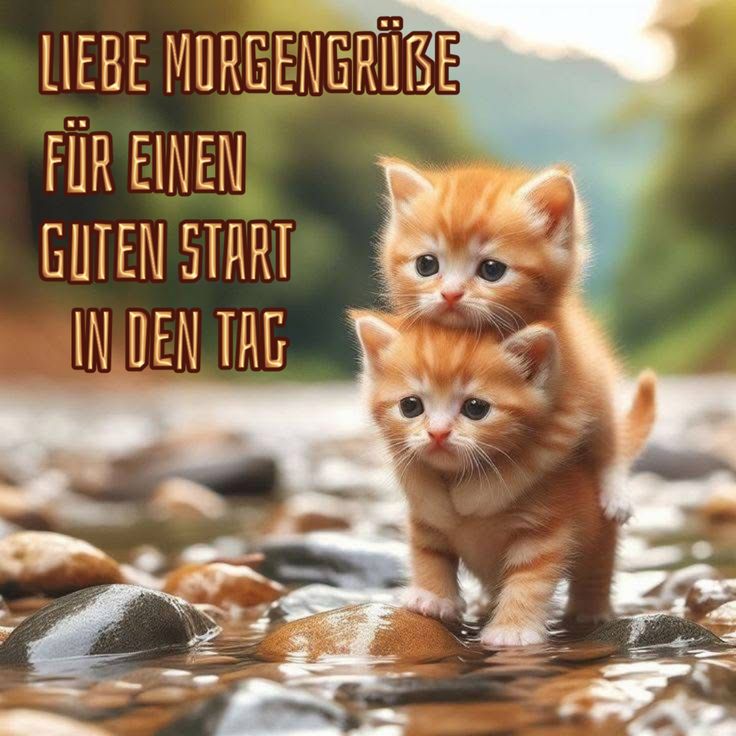 Guten Morgen Bilder Kostenlos Für Whatsapp 44