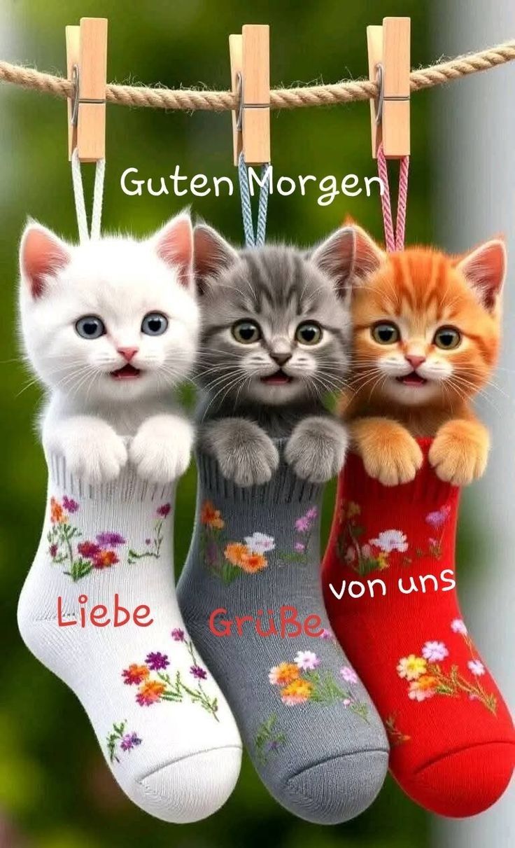 Guten Morgen Bilder Kostenlos Für Whatsapp 66