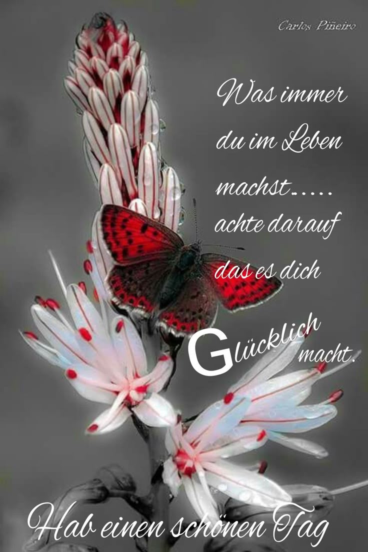 Guten Morgen Bilder Kostenlos Für Whatsapp 92