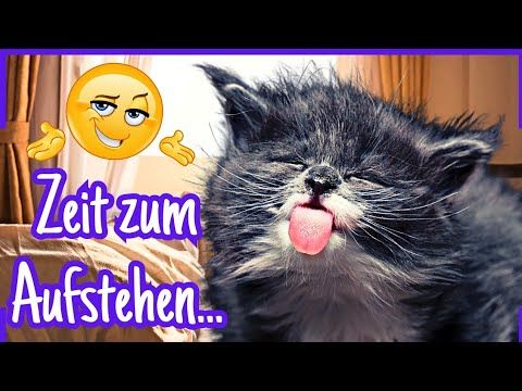 Guten Morgen Bilder Lustig 122