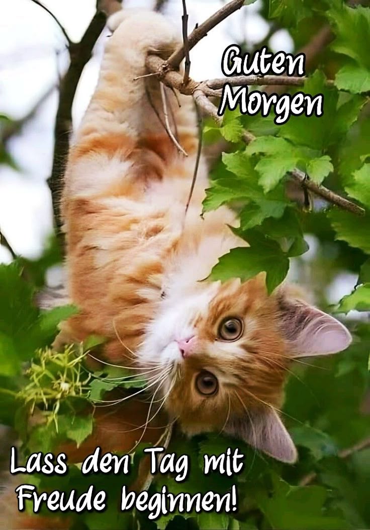 Guten Morgen Bilder Lustig 132