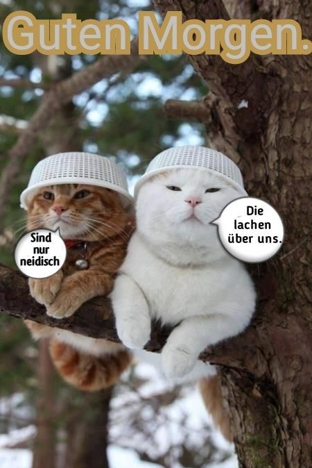 Guten Morgen Bilder Lustig 149