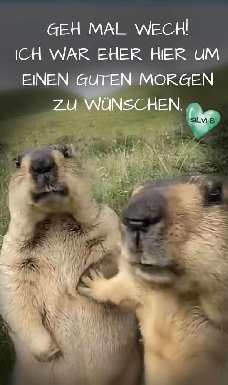 Guten Morgen Bilder Lustig 49