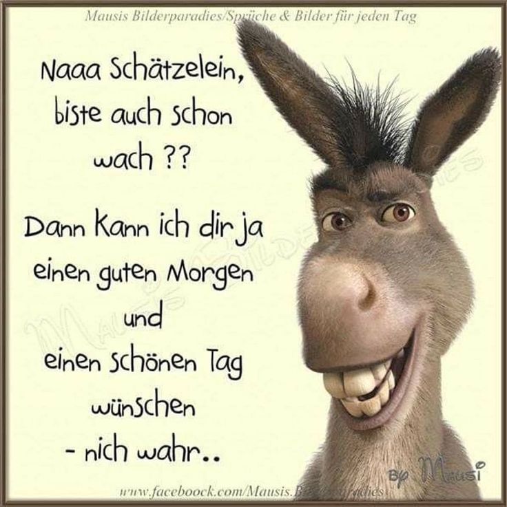 Guten Morgen Bilder Lustig 52