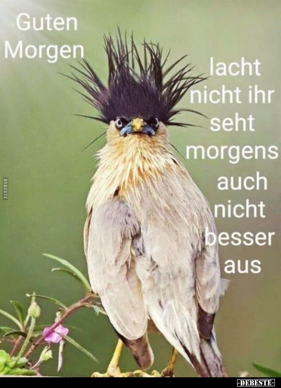 Guten Morgen Bilder Lustig 9
