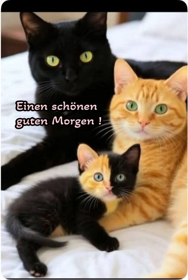 Guten Morgen Bilder Neu 86