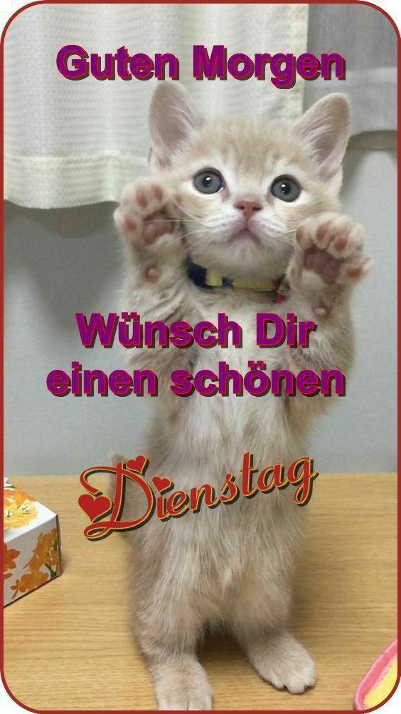 Guten Morgen Dienstag Bilder 86