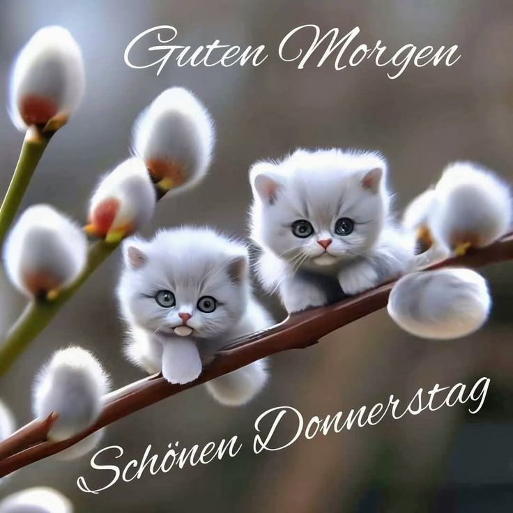 Guten Morgen Donnerstag Bilder 15