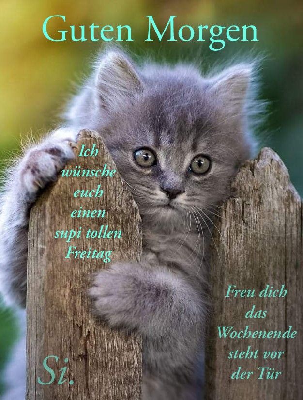 Guten Morgen Freitag Bilder 102