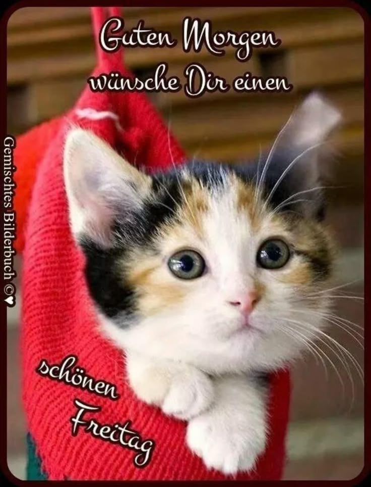 Guten Morgen Freitag Bilder 105
