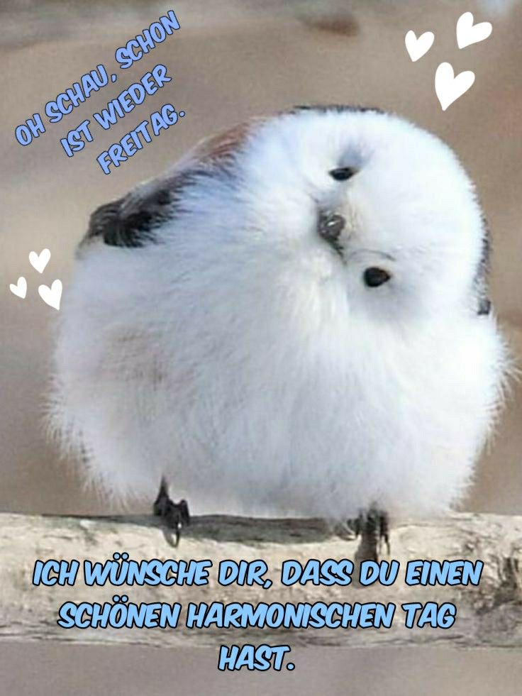 Guten Morgen Freitag Bilder 133