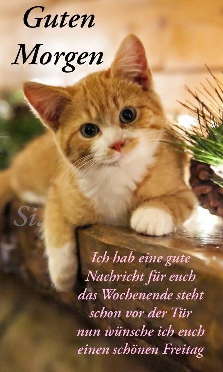 Guten Morgen Freitag Bilder 87