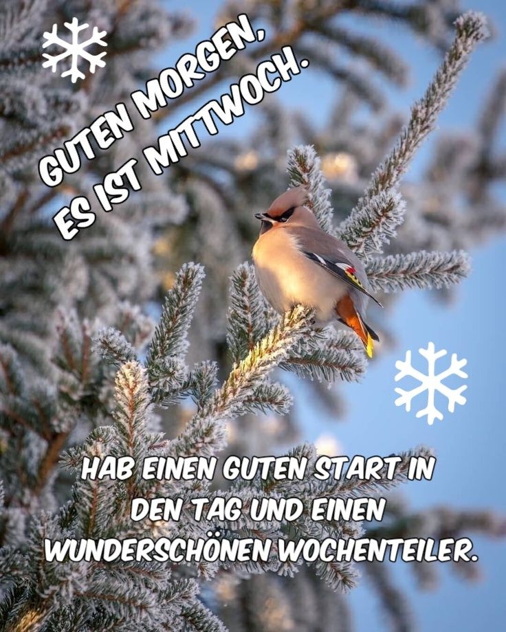 Guten Morgen Mittwoch Bilder 100