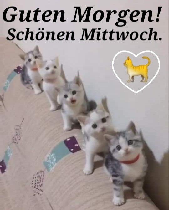 Guten Morgen Mittwoch Bilder 129