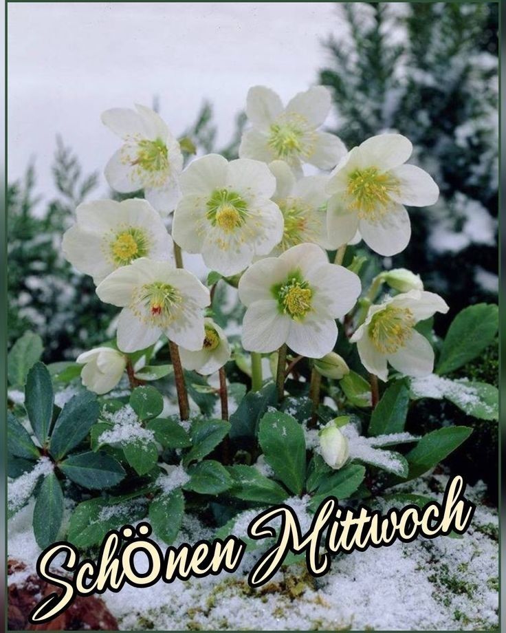 Guten Morgen Mittwoch Bilder 45