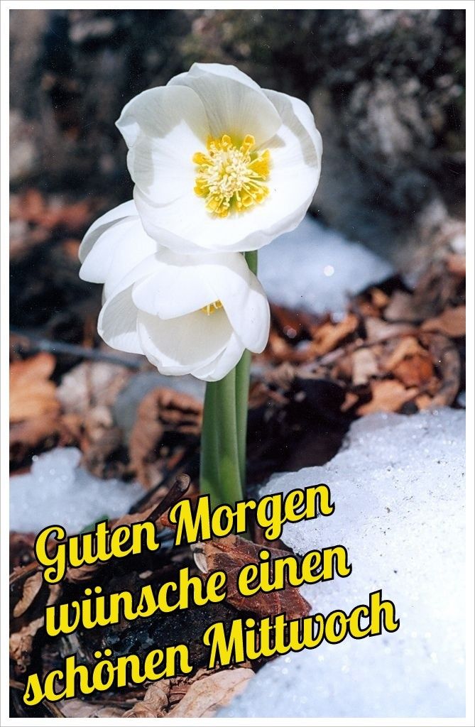 Guten Morgen Mittwoch Bilder 70