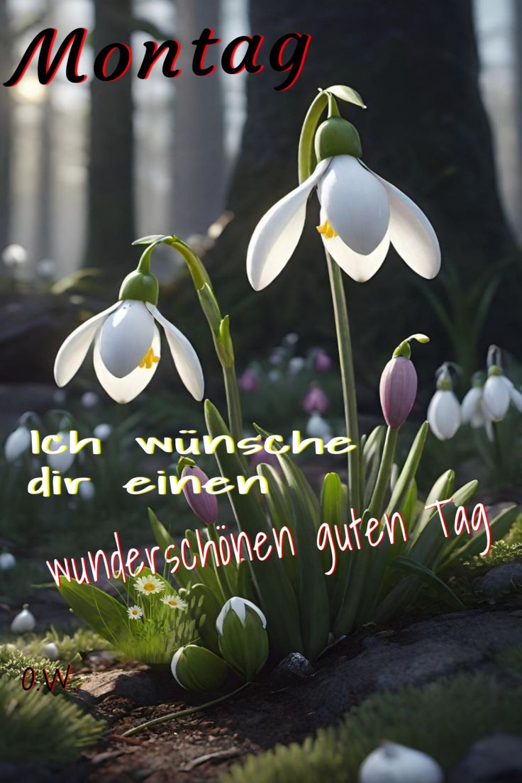 Guten Morgen Montag Bilder 42