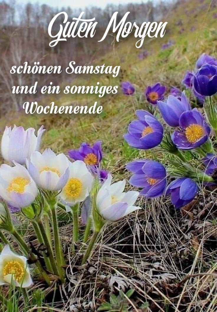Guten Morgen Samstag Bilder 136