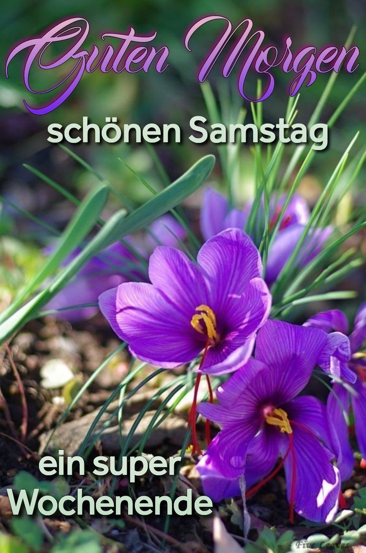 Guten Morgen Samstag Bilder 62