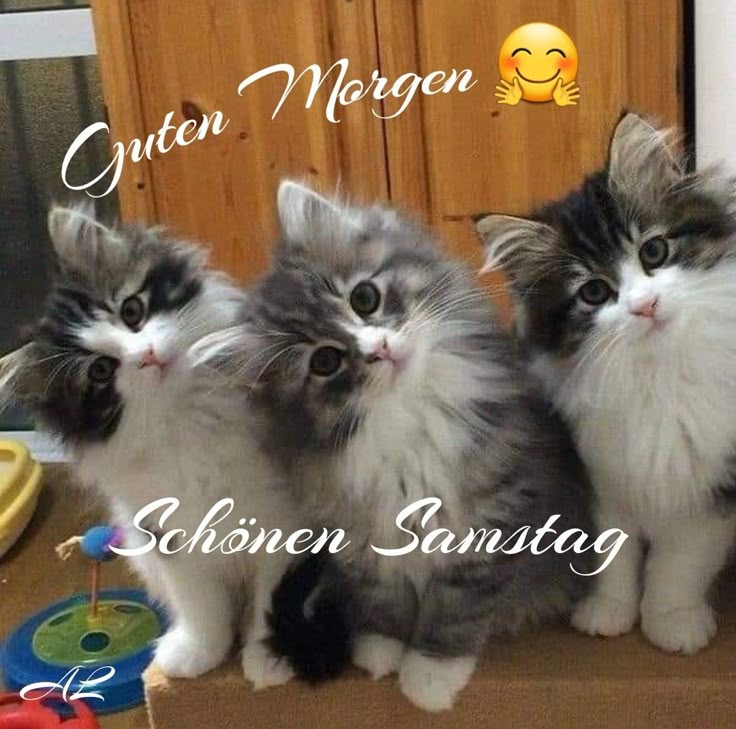 Guten Morgen Samstag Bilder 79