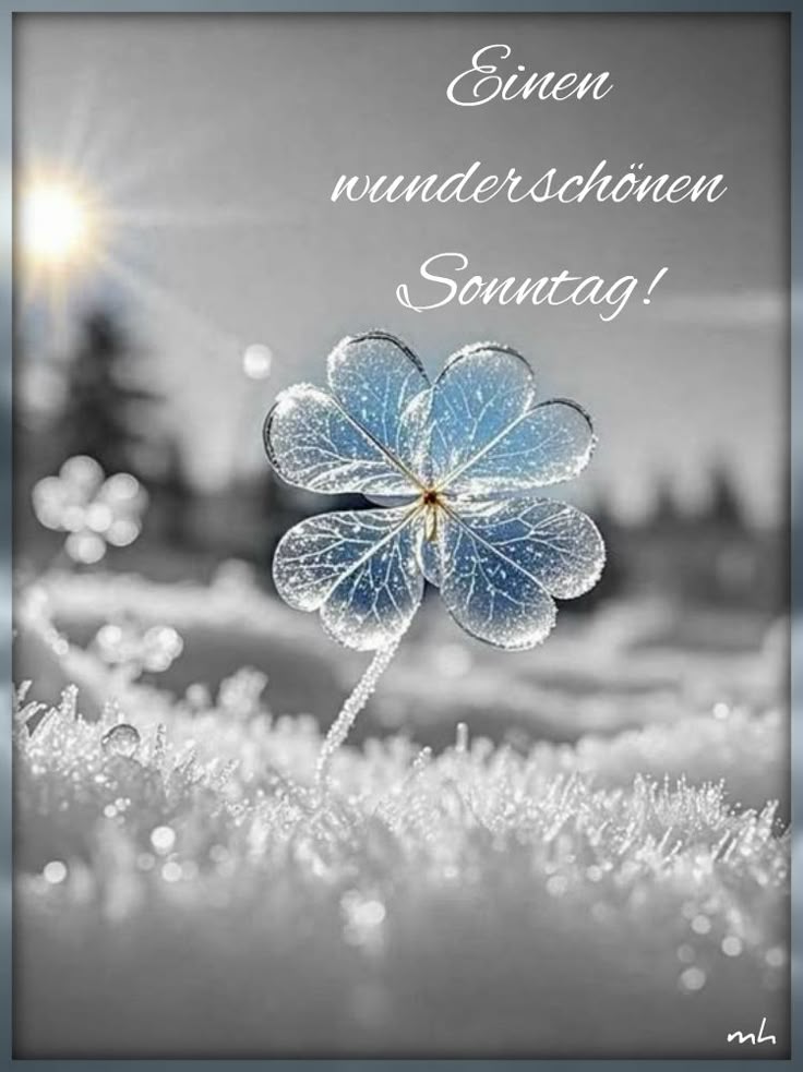 Guten Morgen Sonntag Bilder 15