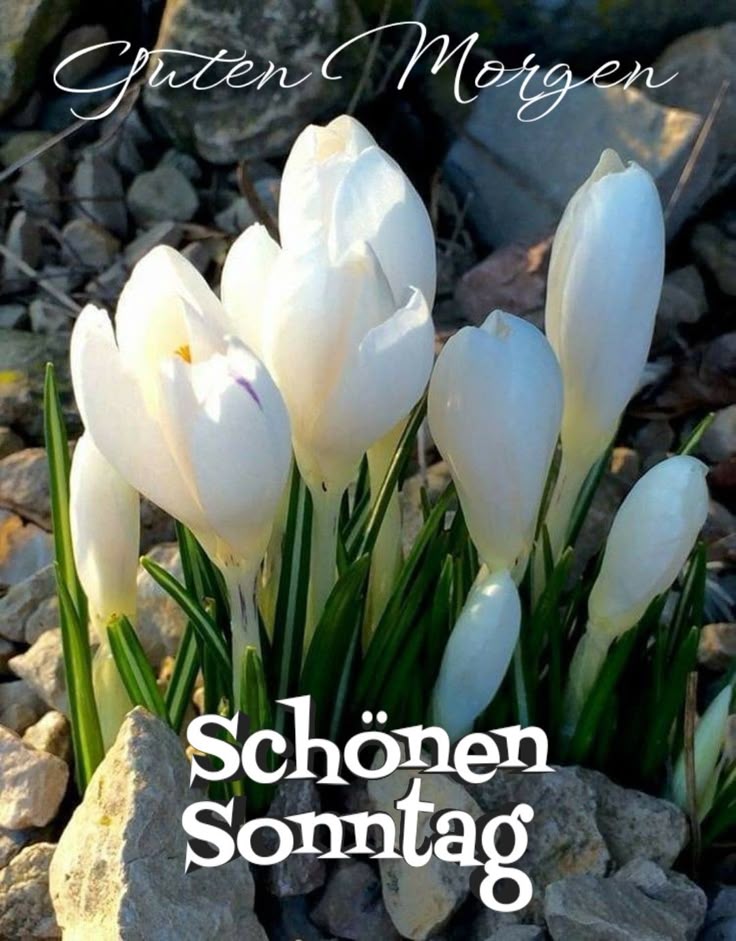 Guten Morgen Sonntag Bilder 4