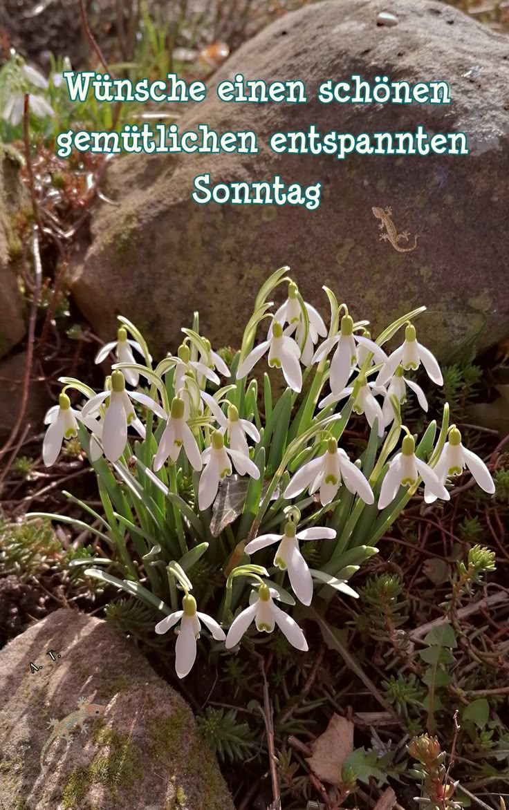 Guten Morgen Sonntag Bilder 77