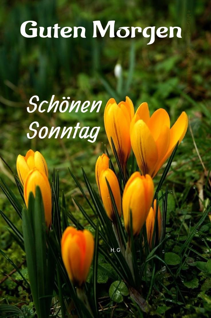 Guten Morgen Sonntag Bilder 88