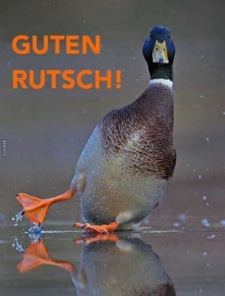 Guten Rutsch Bilder 67