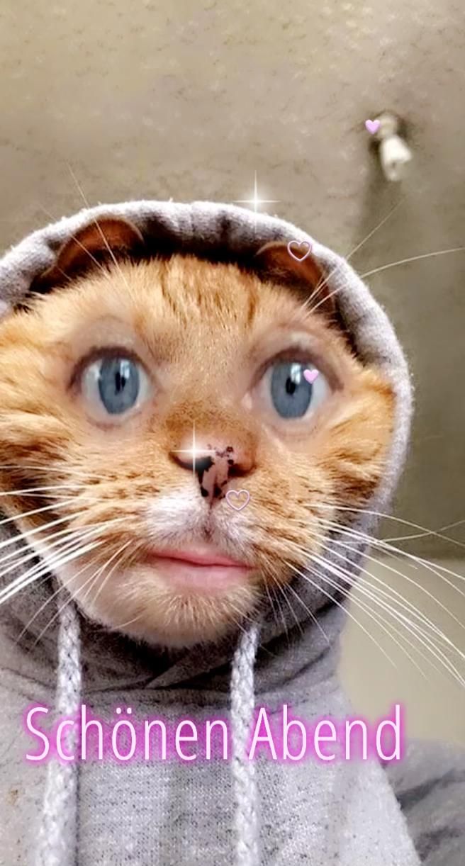 Lustig Gute Nacht Bilder 44