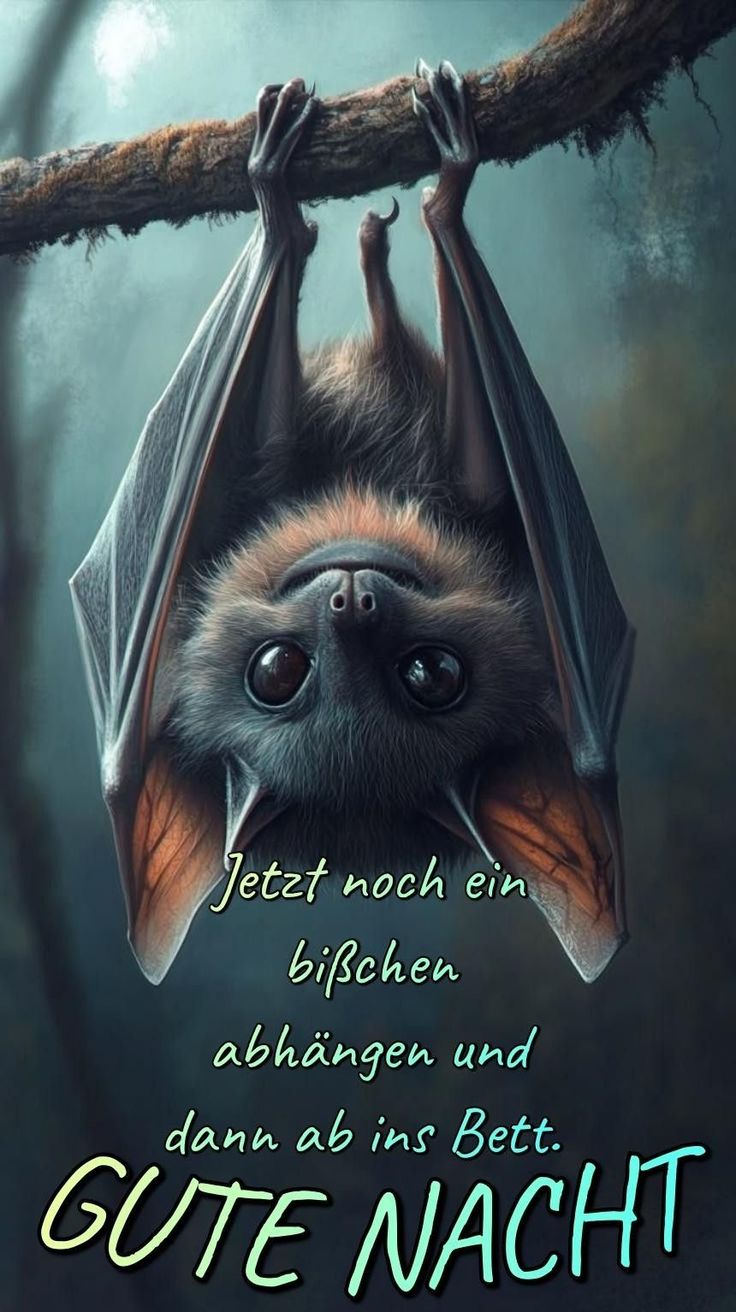 Lustig Gute Nacht Bilder 69
