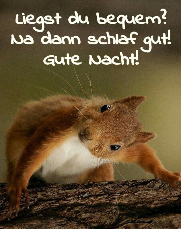 Lustige Gute Nacht Bilder 118