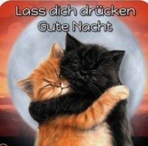 Lustige Gute Nacht Bilder 56
