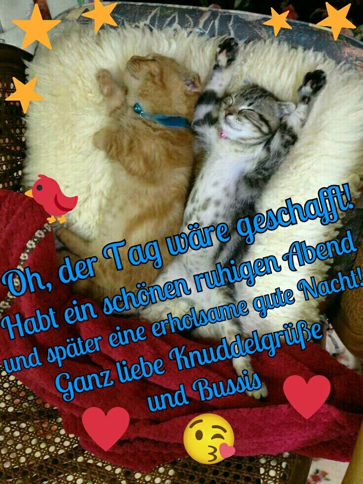 Lustige Gute Nacht Bilder 95
