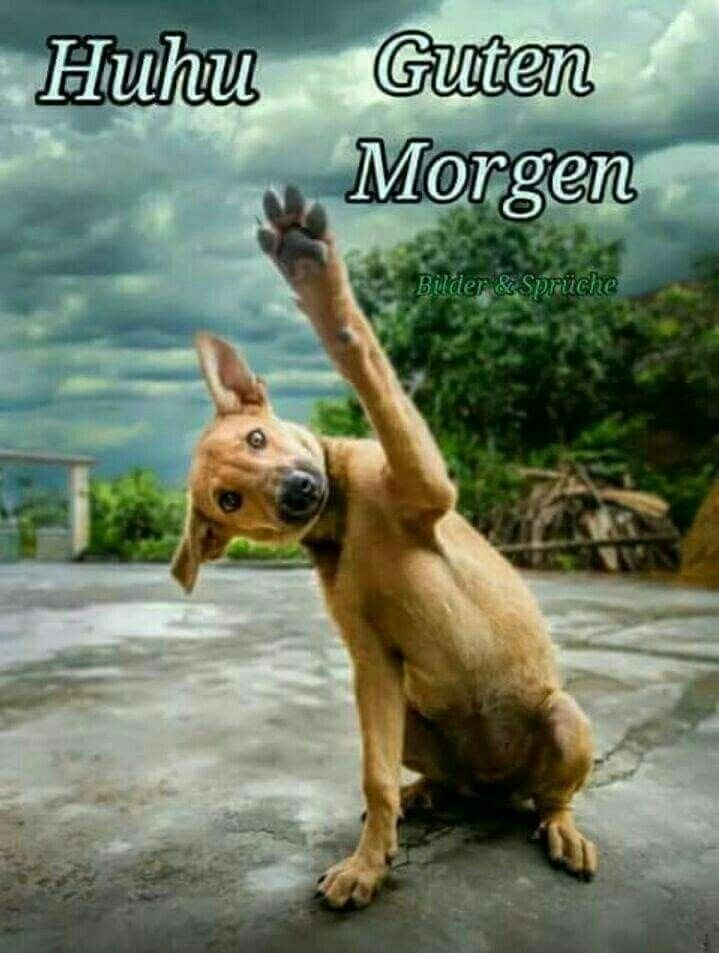 Lustige Guten Morgen Bilder