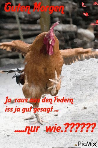 Lustige Guten Morgen Bilder 18