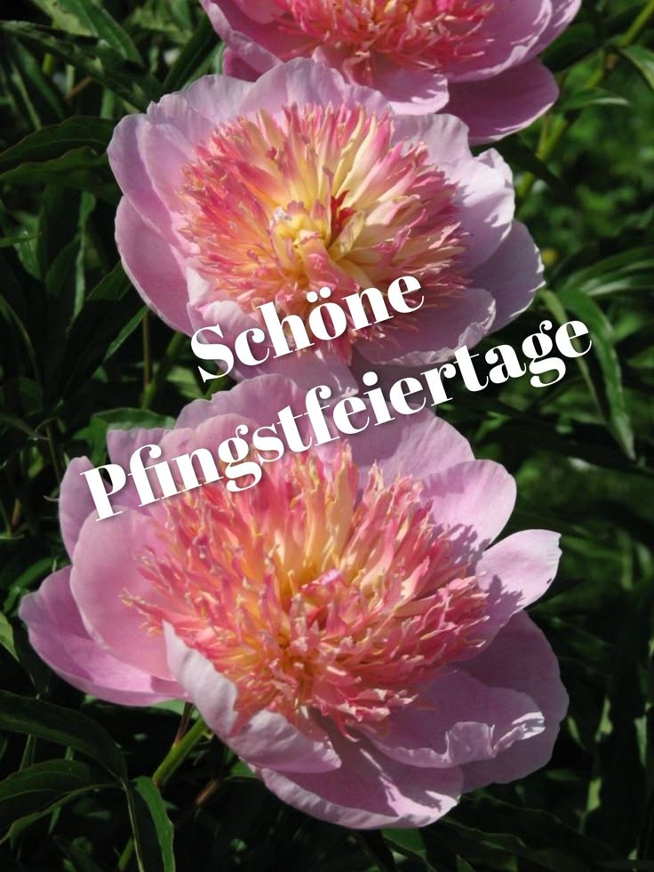 Pfingsten Bilder Kostenlos 107