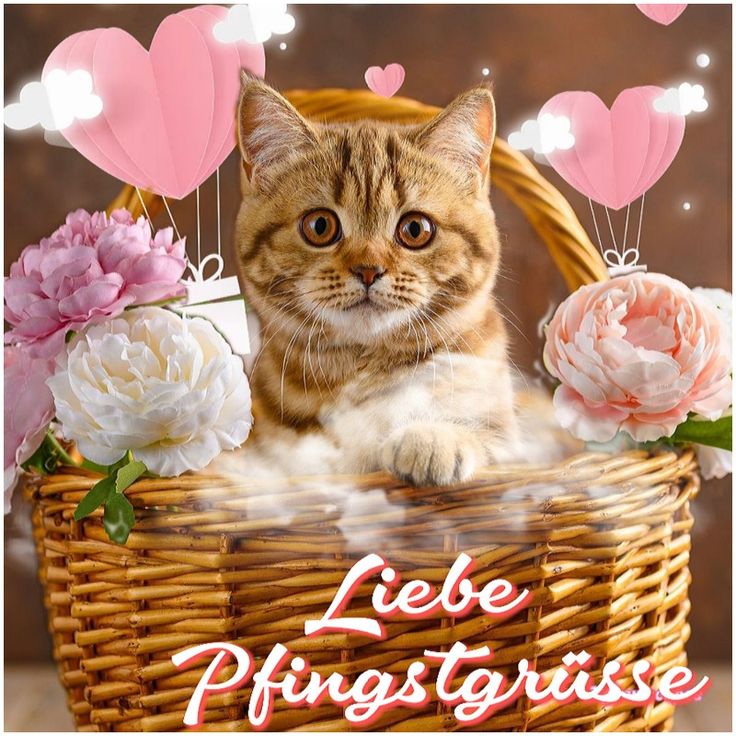 Pfingsten Bilder Kostenlos 133