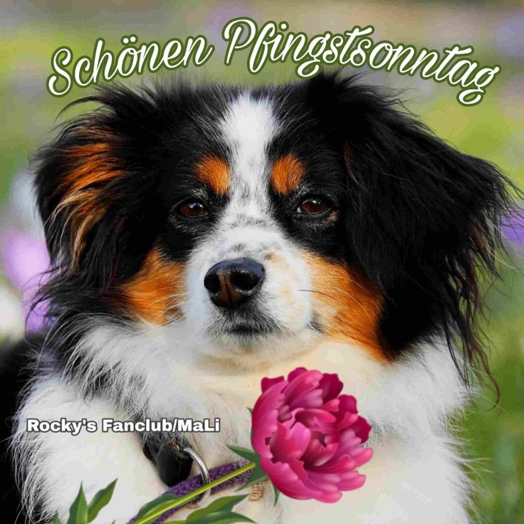 Pfingsten Bilder Kostenlos 141